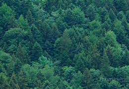 Image result for Top View Evergreen Trees