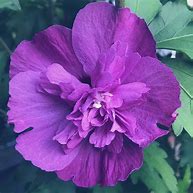 Image result for Hibiscus syriacus Purple Ruffles