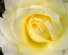 Image result for Pastel Rose Aesthetic