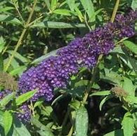 Image result for Vitex CHICAGOLAND BLUES