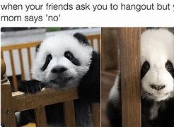 Image result for Panda Humor