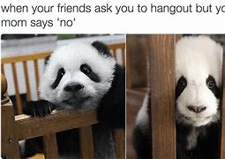 Image result for Panda Week Meme