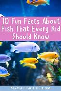 Image result for Interesting Fun Facts About Fish