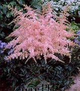 Image result for Astilbe simplicifolia Inshriach Pink