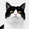 Image result for Cat with Funny Face