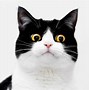 Image result for A Fuuny Cat