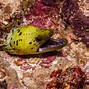 Image result for A Moray Eel