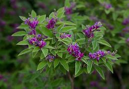 Image result for Lespedeza buergeri