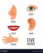 Image result for 5 Senses of the Human Body