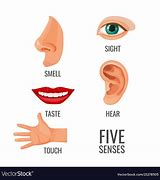 Image result for Five Senses Body Parts Person