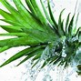 Image result for Pineapple Background