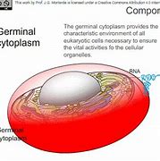 Image result for Zygote