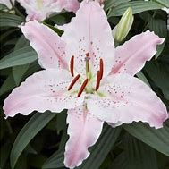 Image result for Lilium Virtuoso