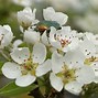 Image result for Pyrus communis Emile dHeyst