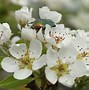 Image result for Pyrus communis Winterkeizerin