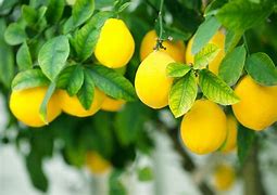 Image result for Citron Lemon Tree