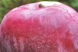 Image result for September Ruby Apple