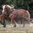 Image result for Largest Belgian Draft Horse