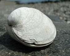 Image result for clam