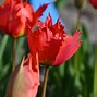 Image result for Tulipa Robbedoes