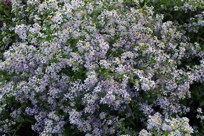 Image result for Aster cordifolius Photograph