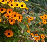 Image result for Climbing Flowering Vines Plant