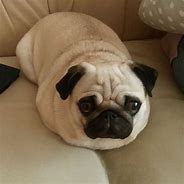 Image result for Bread Pug Meme