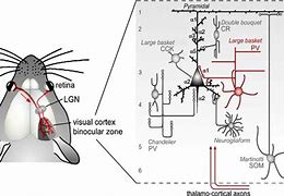 Image result for Autism Mouse Social Thalamus