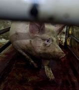 Image result for Humane Animal Slaughter