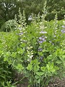 Image result for Baptisia australis var. minor