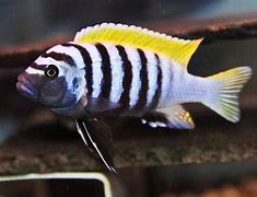 Image result for cynotilapia_afra