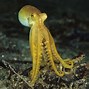 Image result for Biggest Octopus Ever
