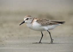 Image result for Calidris pusilla