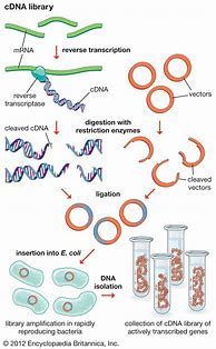Image result for cDNA Molecular