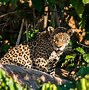 Image result for Belizean Animals