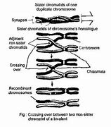 Image result for Recombination and Crossing Over