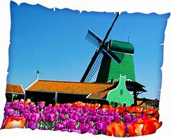 Image result for Holland Flower Show