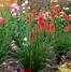 Image result for Kniphofia The Rocket