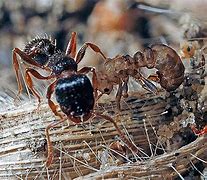 Image result for Pavement Ants