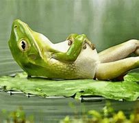 Image result for French Frog GIF
