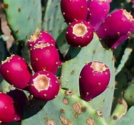 Image result for Tall Nopal Cactus