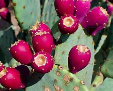 Image result for Nopal Cactus Earriong