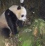 Image result for Panda Bear Habitat