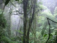 Image result for costa rica jungle