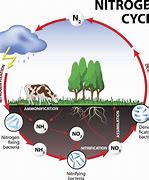 Image result for Nitrogen Cycle Diagram Class 8
