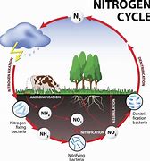 Image result for Nitrogen Cycling Process