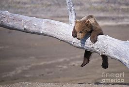 Image result for Funny Animals Hang in There