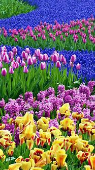 Image result for Spring iPhone Background