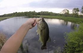 Image result for Pond Bass Fishing