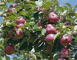 Image result for McIntosh Apple